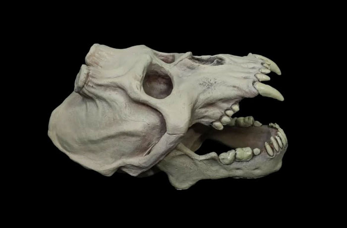 Chupacabra Skull Halloween Prop
