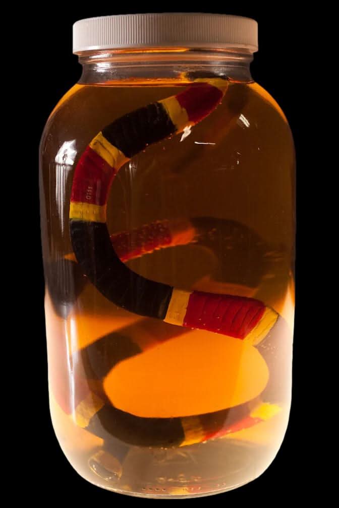 Coral Snake Replica Specimen Jar Halloween Prop