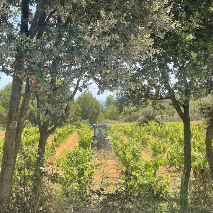 Tractor in a Can Leandro vineyard with trees and clear sky