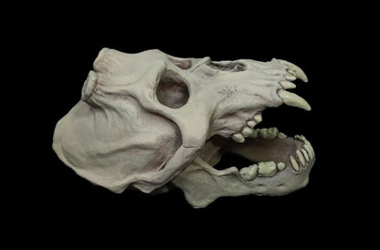 Chupacabra Skull Halloween Prop