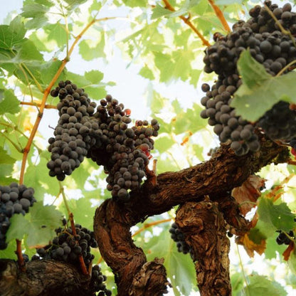 Clos del Rey, La Noia Rouge 2023