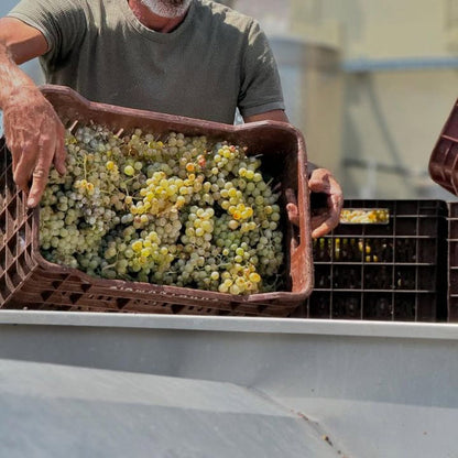Diamantakis worker holding a crate of harvested Assyrtiko grapes with a blurred background