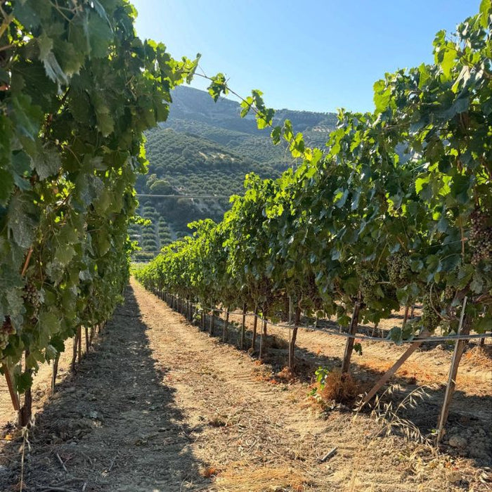 Diamantakis Vineyard with rows of grapevines under a clear blue sky
