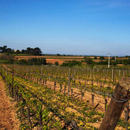 Domaine Monplezy