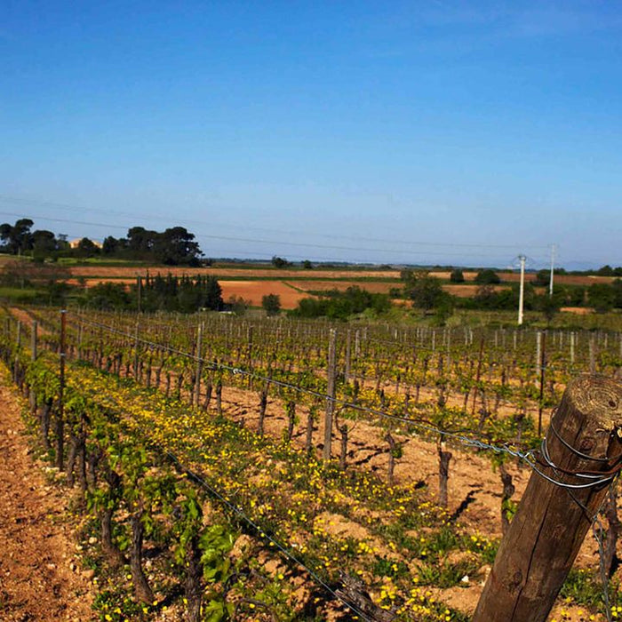 Domaine Monplezy