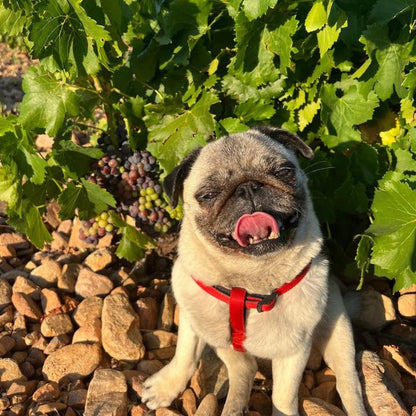 El Escoces Volante, 'Guardian of the Grenache' - Betty the Pug Dog