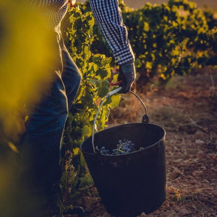 El Esconce Volantes harvesting grapes at sunset.
