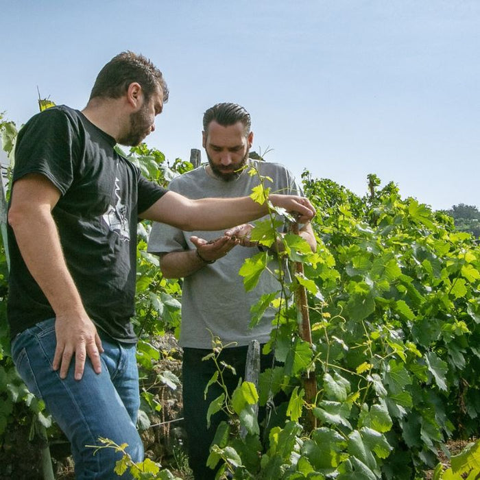 Envinate Wine Tenerife