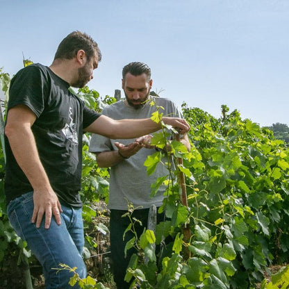 Envinate Wine Tenerife