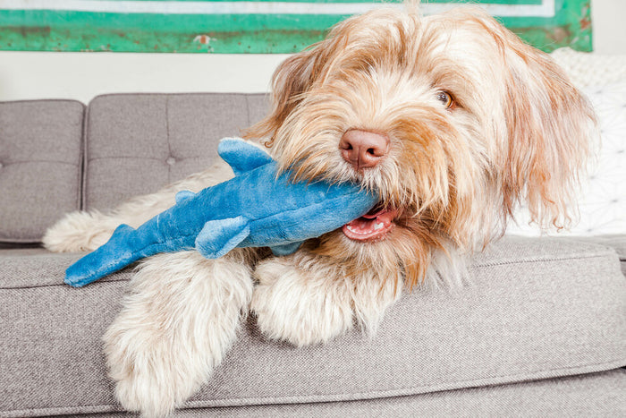 Fluff & Tuff - Tank the Shark Plush Dog Toy