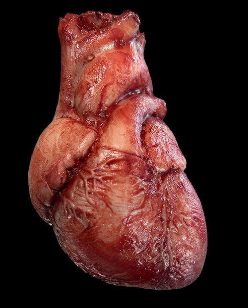 "Human Heart" Silicone Human Body Part Halloween Prop