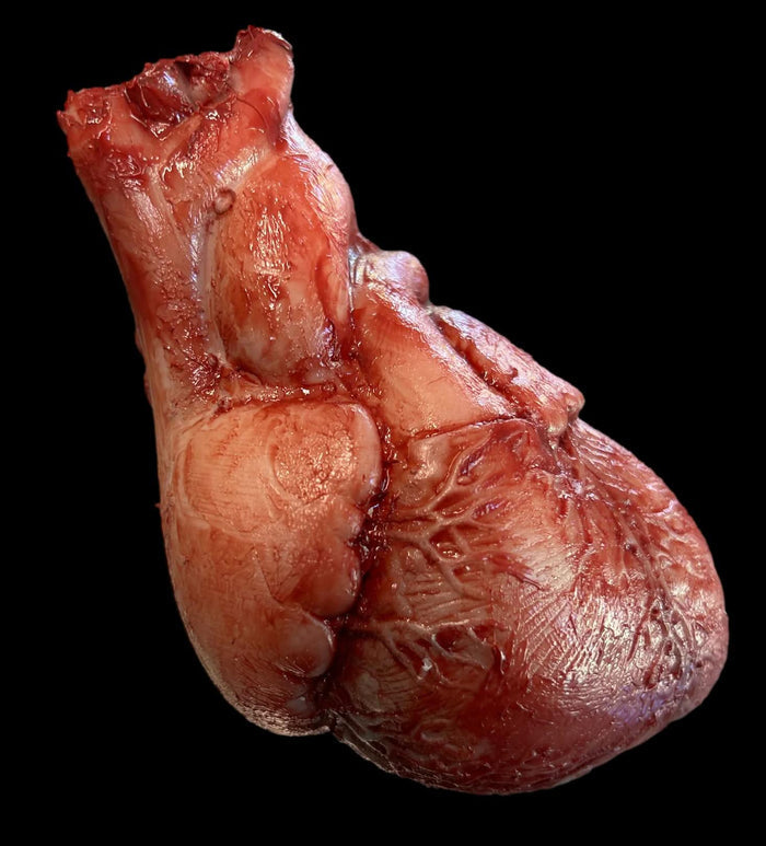 "Human Heart" Silicone Human Body Part Halloween Prop