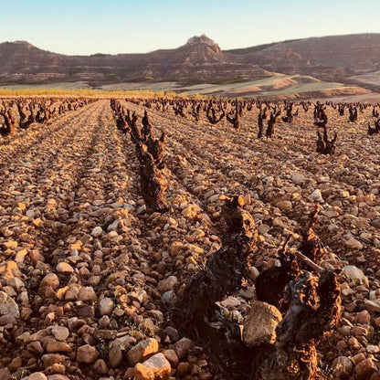 El Escoces Volante Vineyard
