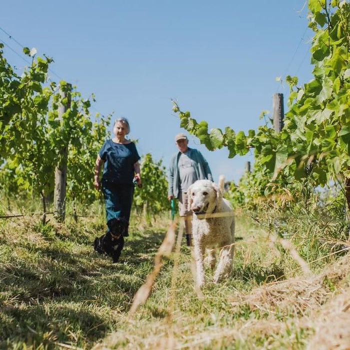Jill & Richard McIntyre walking with a dog in a vineyard on a sunny day.