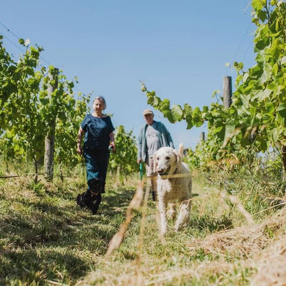 Jill & Richard McIntyre walking with a dog in a vineyard on a sunny day.