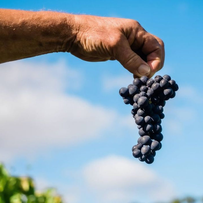 Hand holding a bunch of grapes against a blue sky