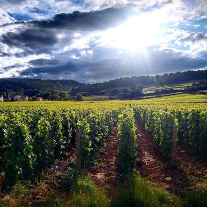 Rene Cacheux, Vosne-Romanee 2024
